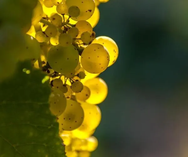 Luxus Mosel-zeit Neu 2023 Διαμέρισμα *